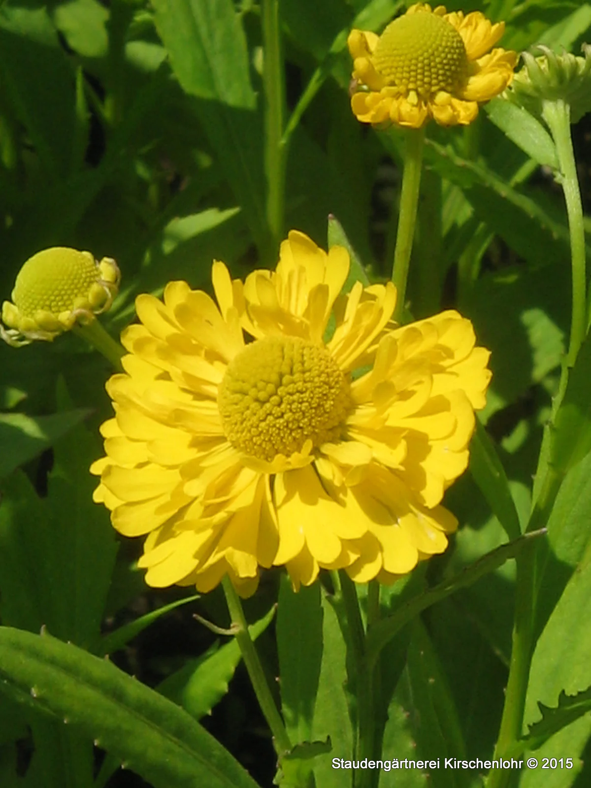 Produktbild 1