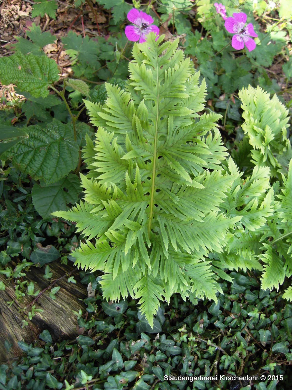 Produktbild 1
